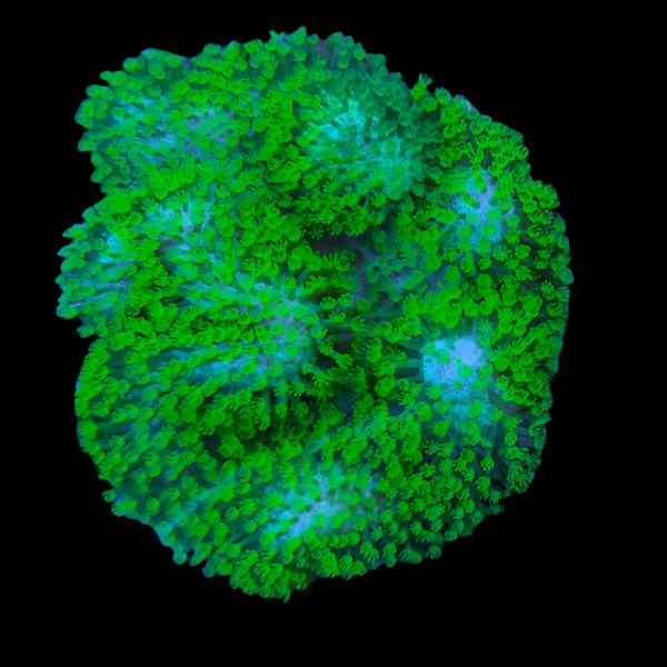 Ultra Green Toadstool Leather SM - The Biota Group