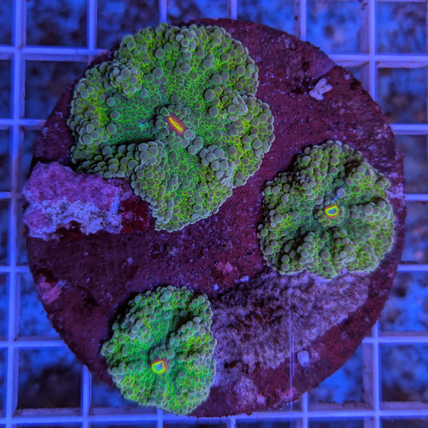 Ricordea Yuma Mushroom - Lime Green - The Biota Group