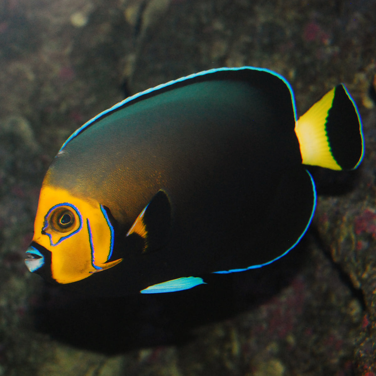Conspicuous Angelfish
