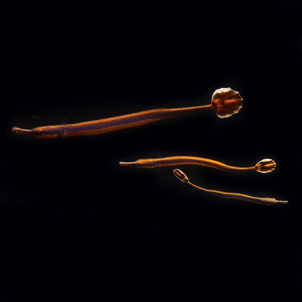 Saddled Erectus Seahorse 3-4