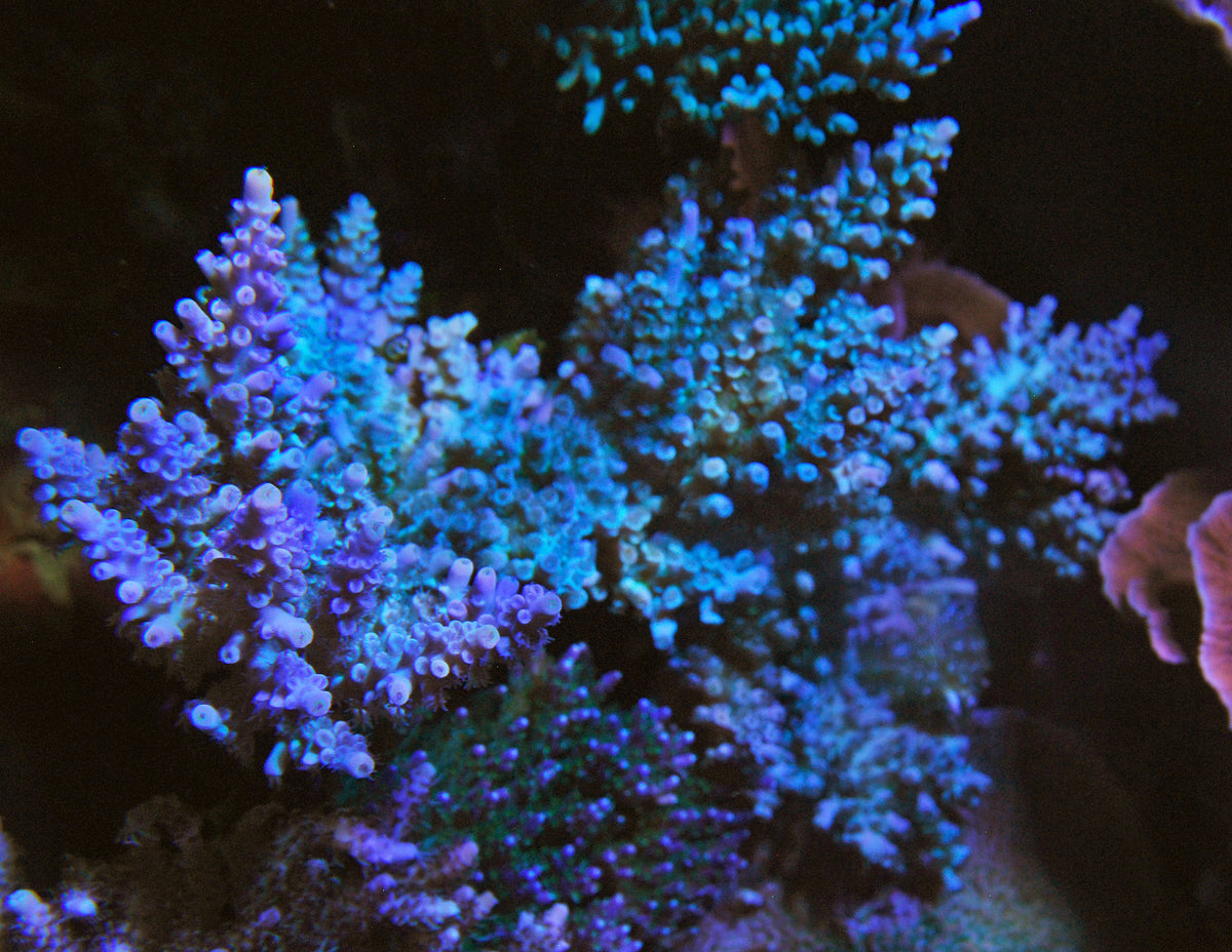 Biota Palau Manu&#39;s Blue Bottlebrush Acropora Mini-colony Grade A