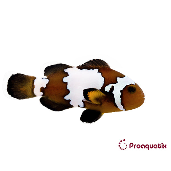 shop.thebiotagroup.com