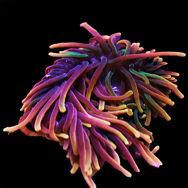 Derasa Clam 2