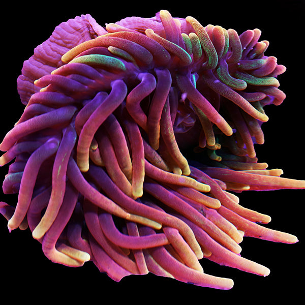 anemone様　オーダー　ダイヤモンドアート　5-31 Derasa Clam 2