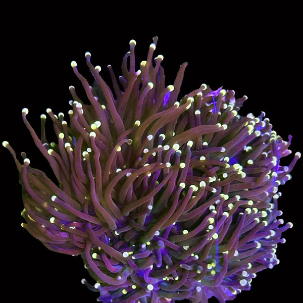 Pink Tip Black Torch main image 1