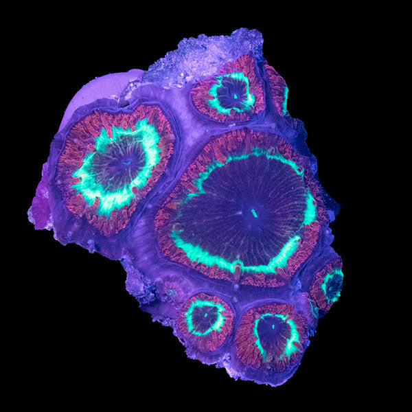 Blastomussa Frag 2B - WYSIWYG main image 1