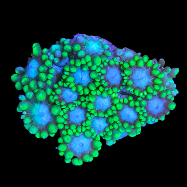 Biota Mystery Machine Goniopora frag - The Biota Group
