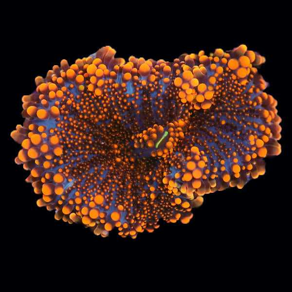 CNPトレカ 【ネオンオレンジ 】SP-RRR Orange Ricordea Yuma Mushroom - The Biota Group