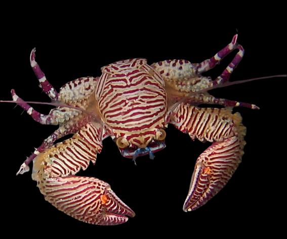 Peppermint Shrimp Each - The Biota Group