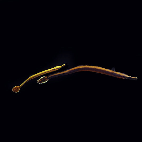 Saddled Erectus Seahorse 3-4