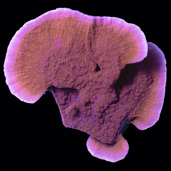 Biota red/pink Montipora Cap Frag - The Biota Group