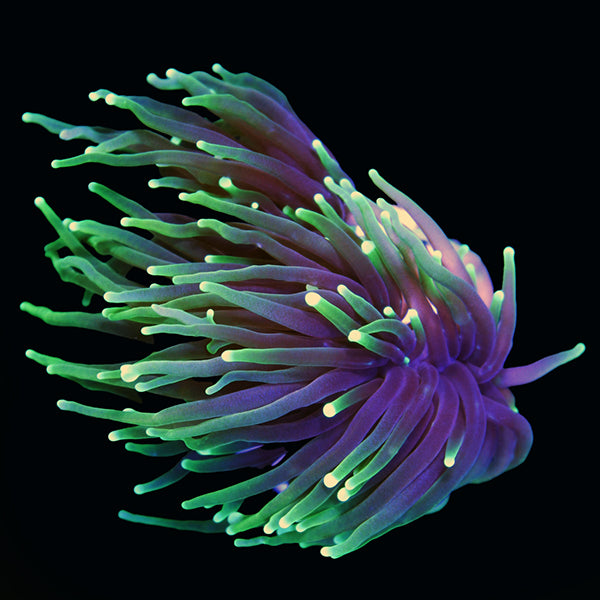 Cultured Black Dragon Soul Torch - The Biota Group