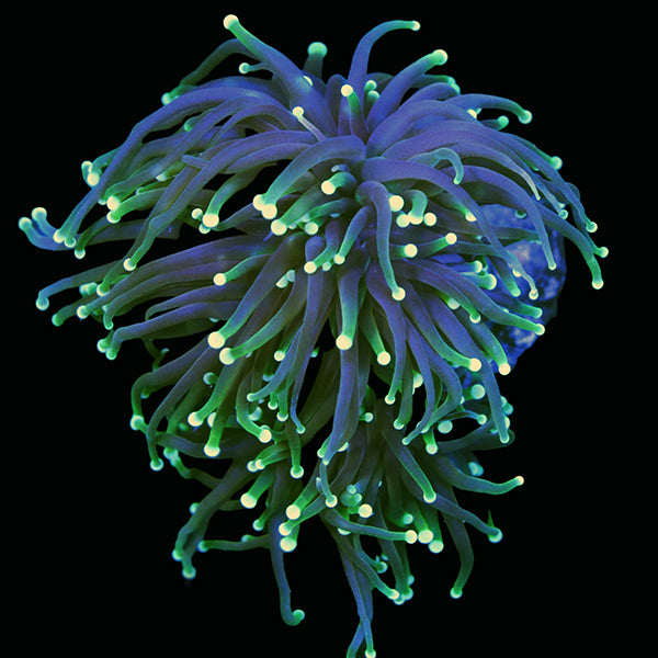 Cultured Black Dragon Soul Torch - The Biota Group