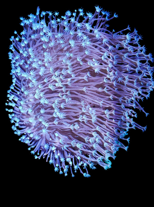 323860535_685500883216044_1957