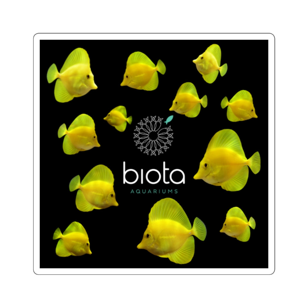 Biota aquacultured Yellow Tang Square Stickers