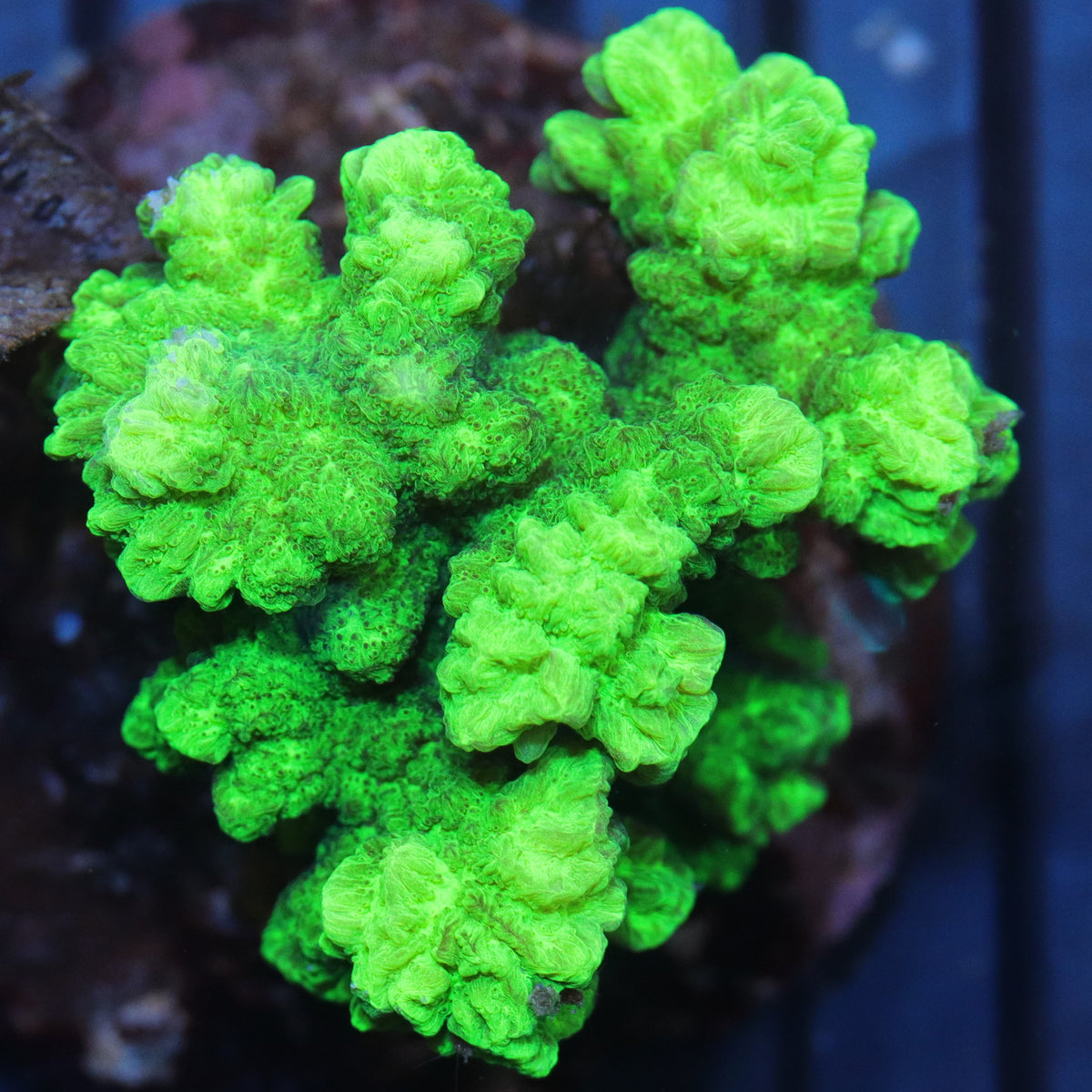 Neon Green Hydnophora