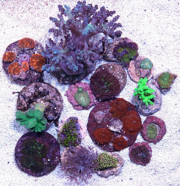 5 pack of Biota Aquacultured Soft Coral Frags