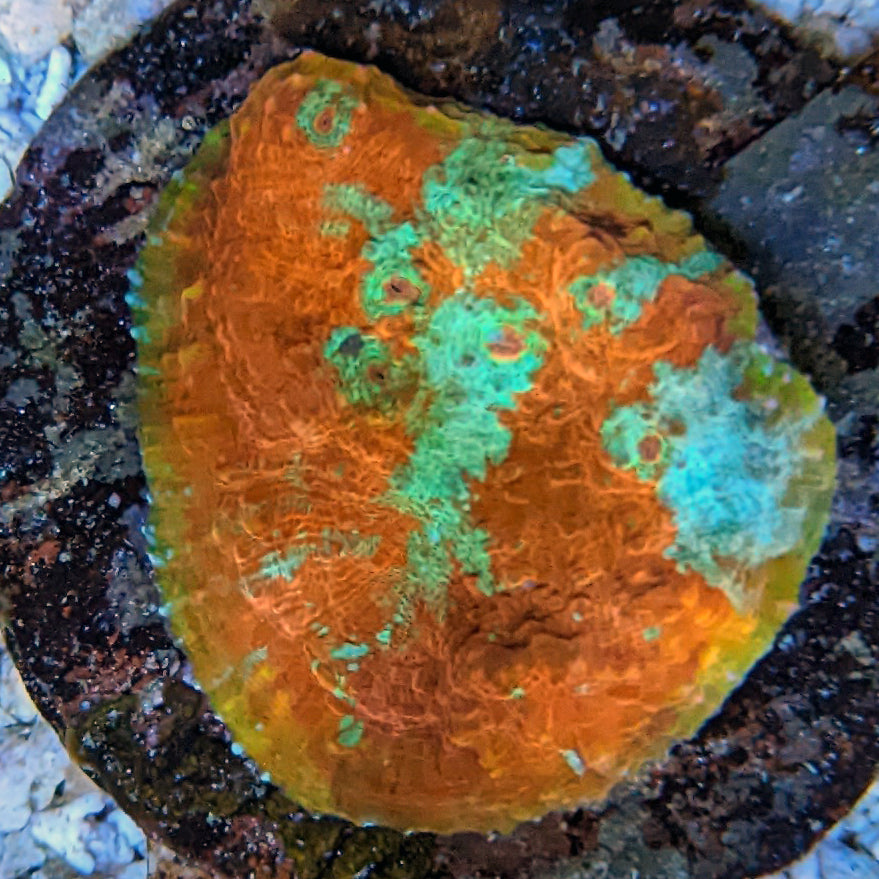 Maricultured Chalice Coral assorted colony