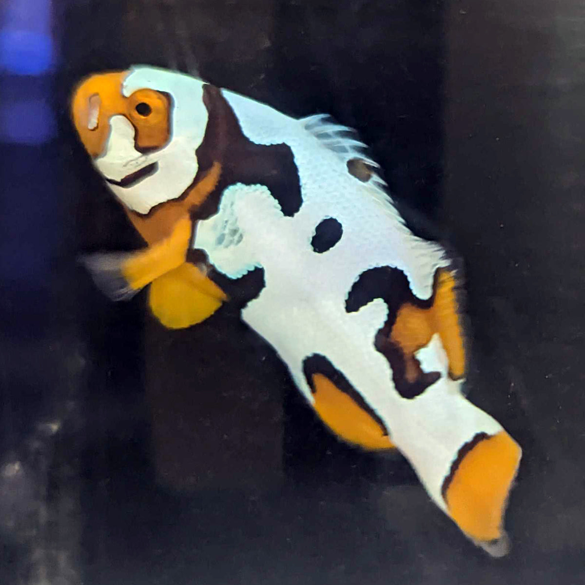 Black Helmet Picasso Clownfish