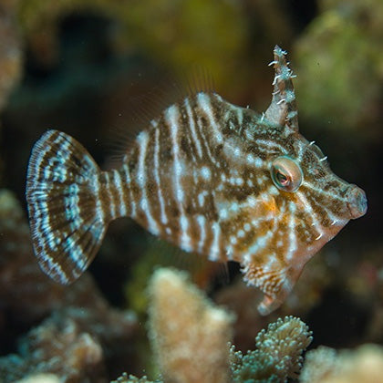 Radial Filefish SM