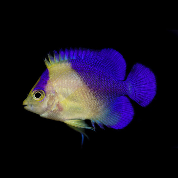 Purple Masked Angelfish main image 1