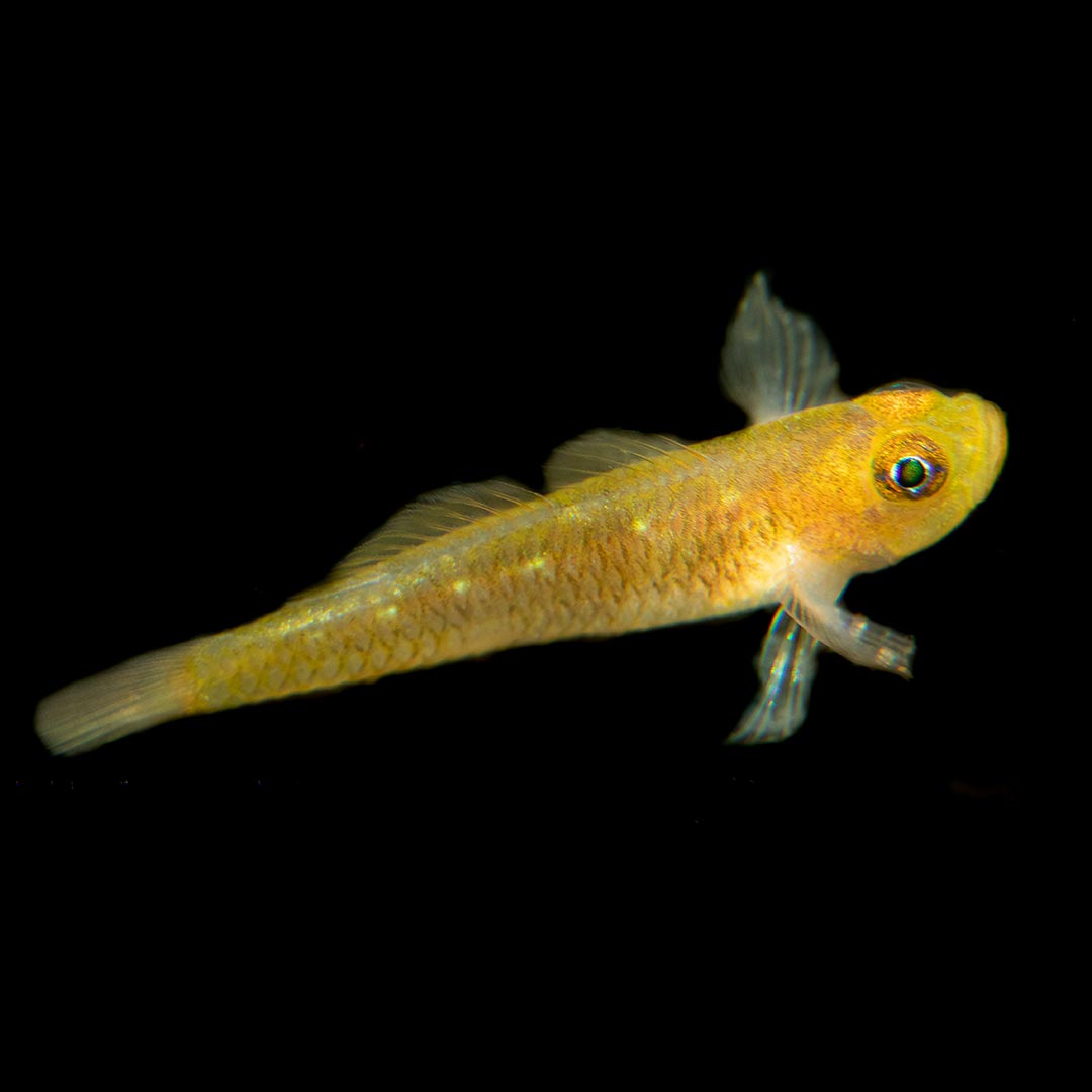 Yellow Trimma Goby Each