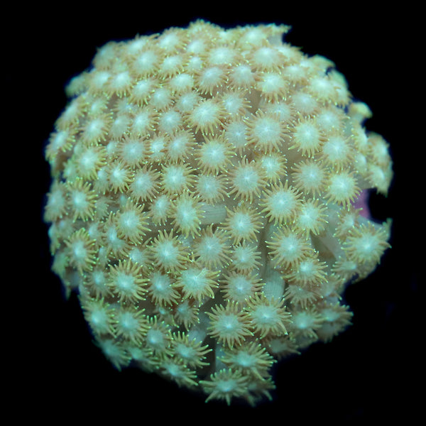 Biota Granny Smith Goniopora - The Biota Group