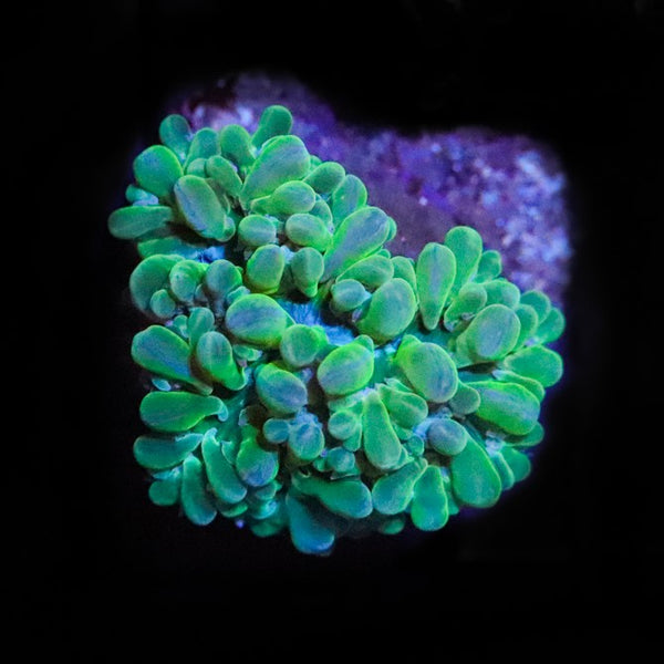 Green Bubble Coral frag