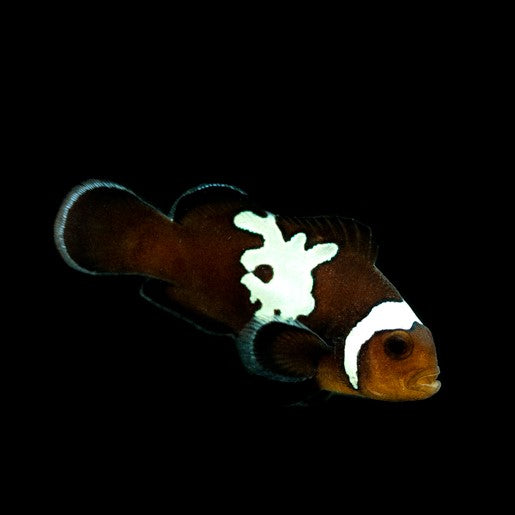 Midnight Lightning Clownfish