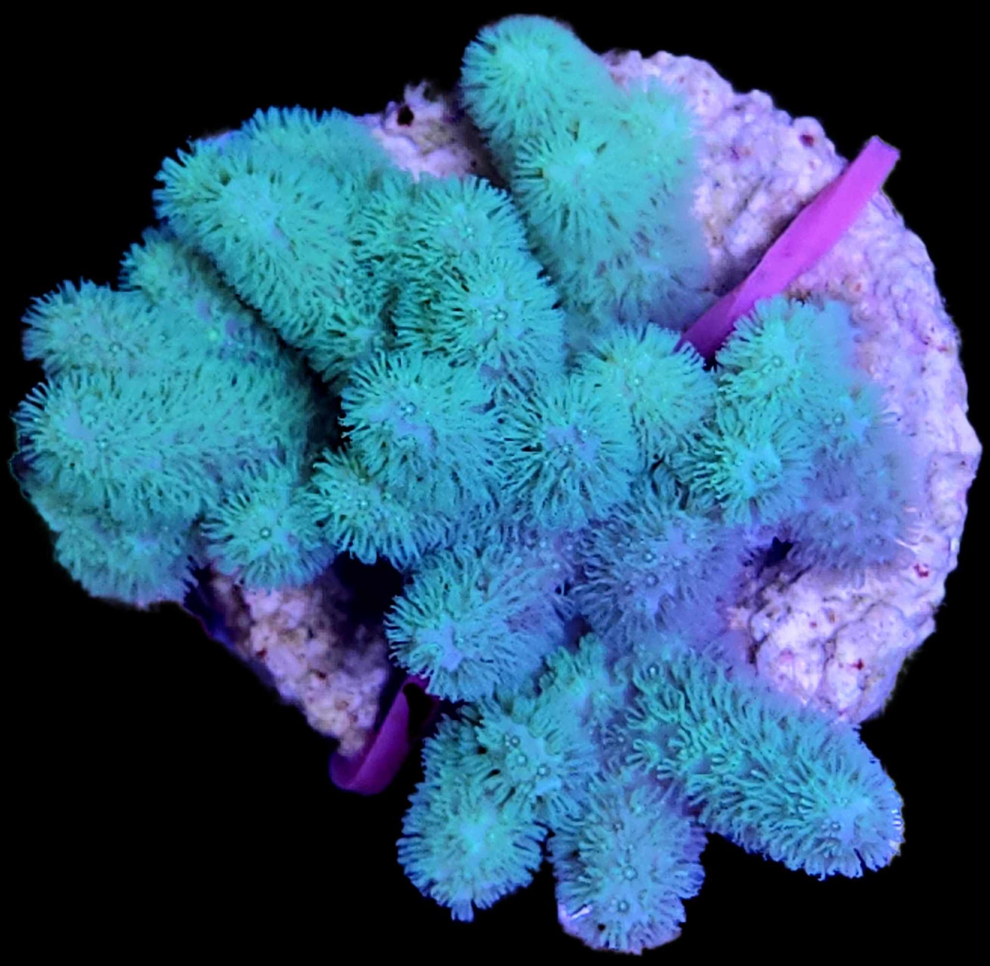 Sinularia Corals from Biota Palau: A Beginner-Friendly, Hardy, and Beautiful Addition to Your Aquarium