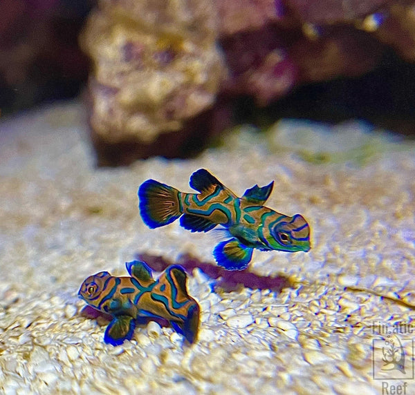 How to Pair a New Fish With an Older Fish - The Biota Group