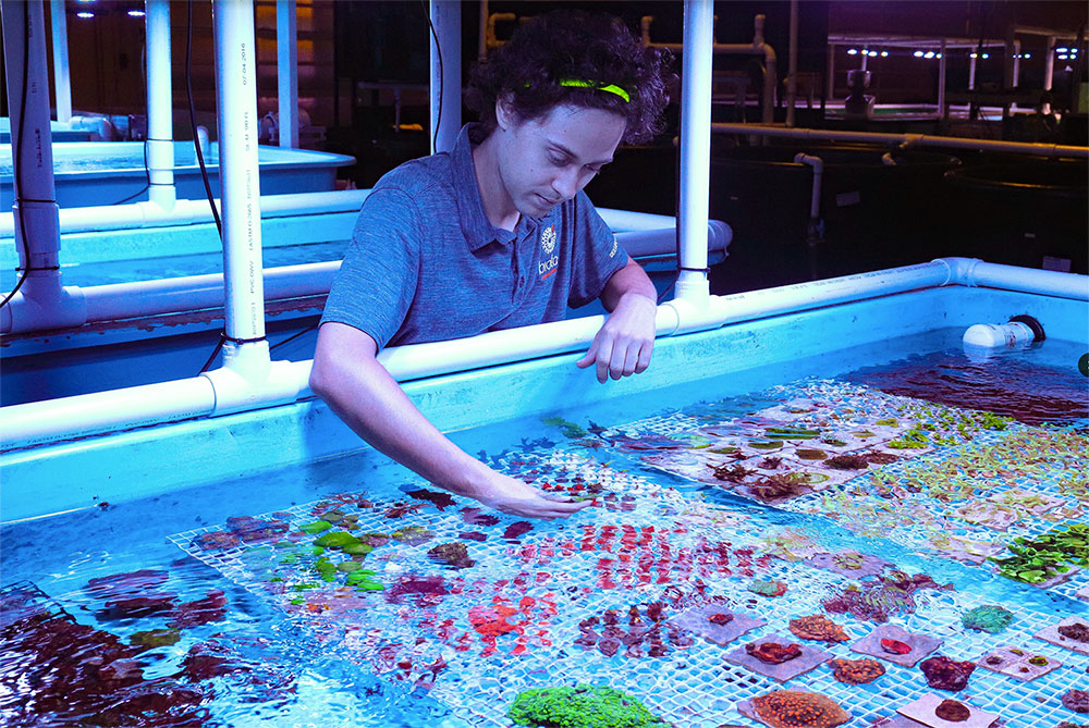 Response to Professor Rhyne from a former student and Manager at Biota by Jake Phillips