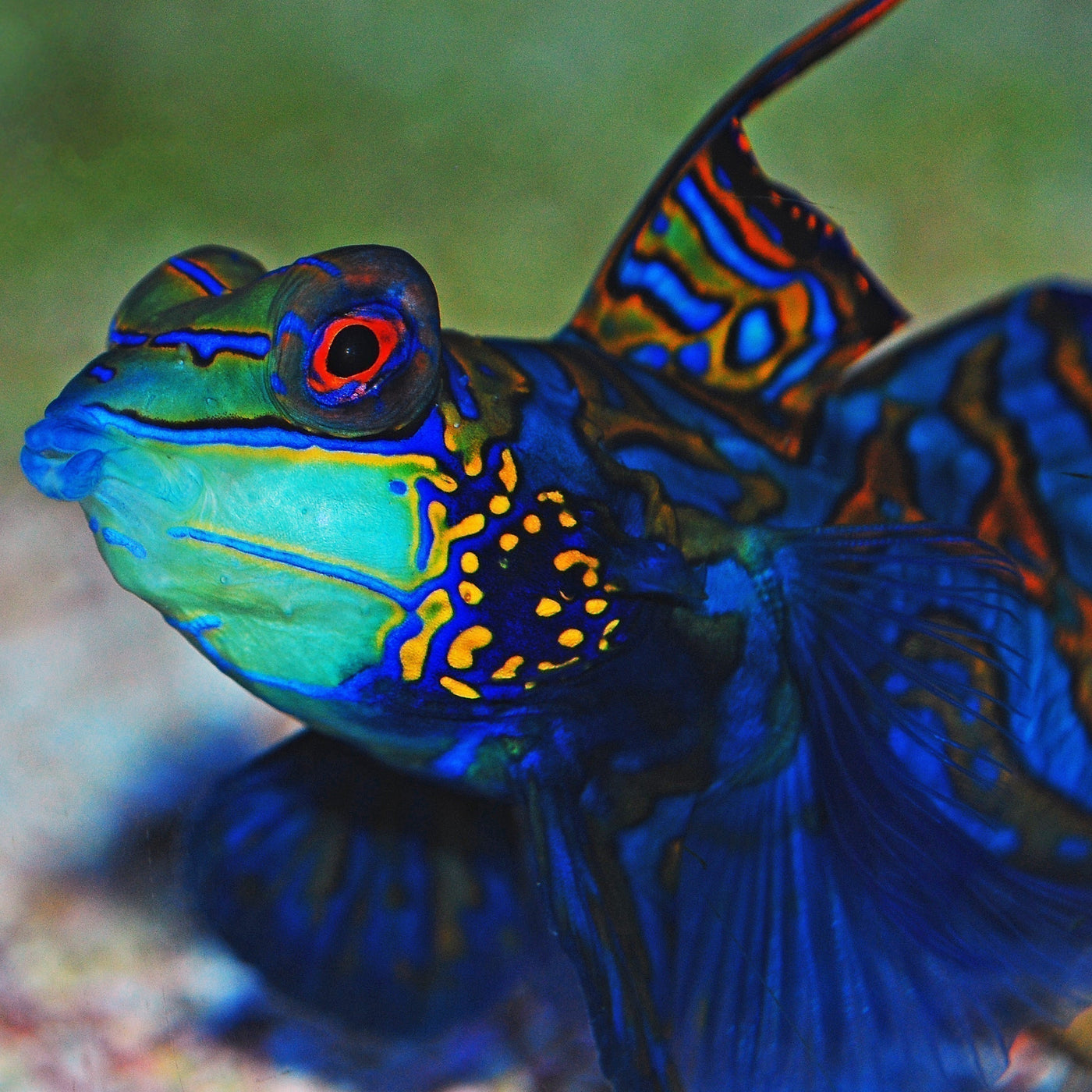 How to Feed Biota Captive Bred Mandarin Fish - The Biota Group