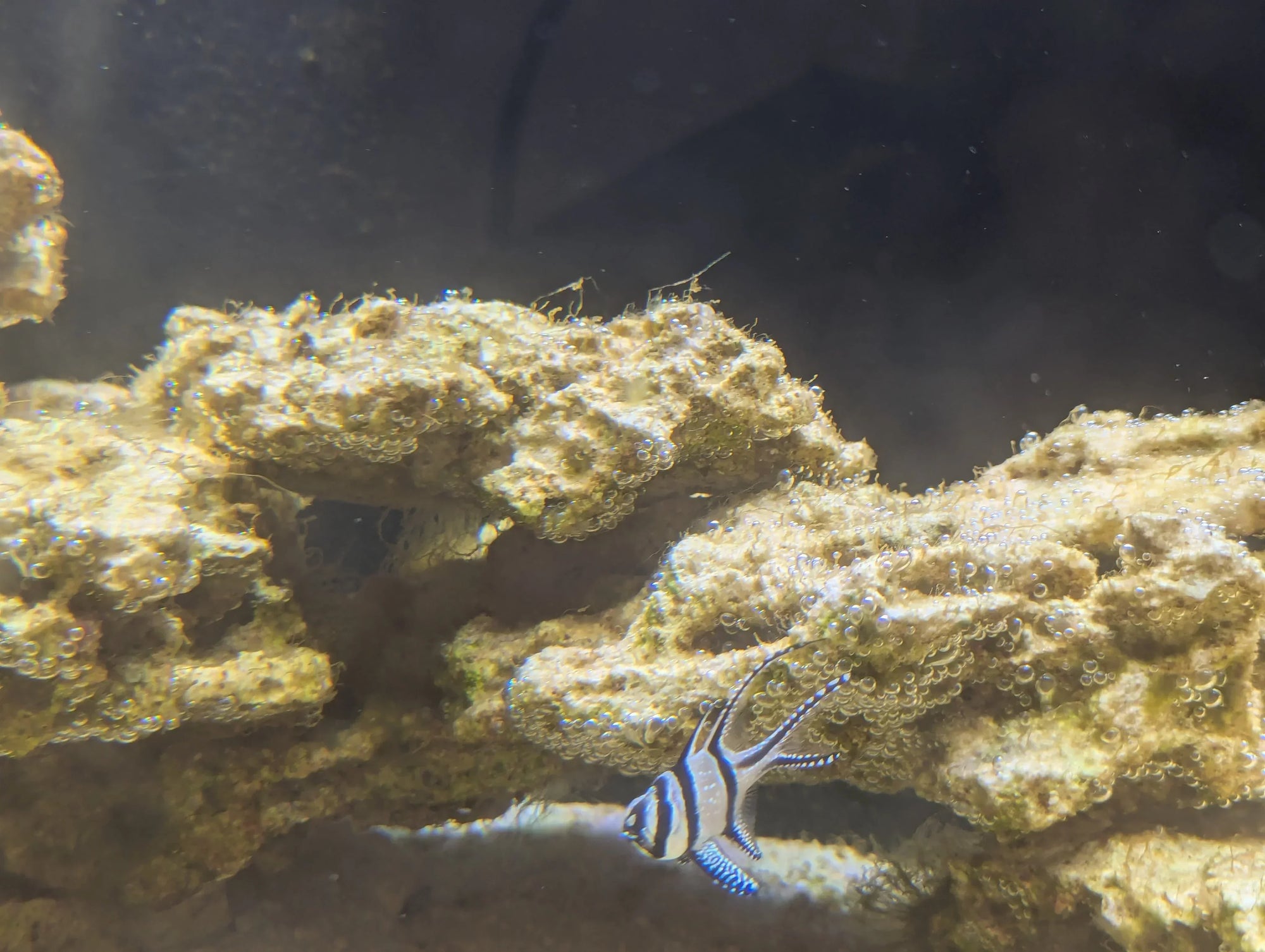 Chrysophytes aka “Golden Algae” in Reef Aquariums - Causes and Treatment