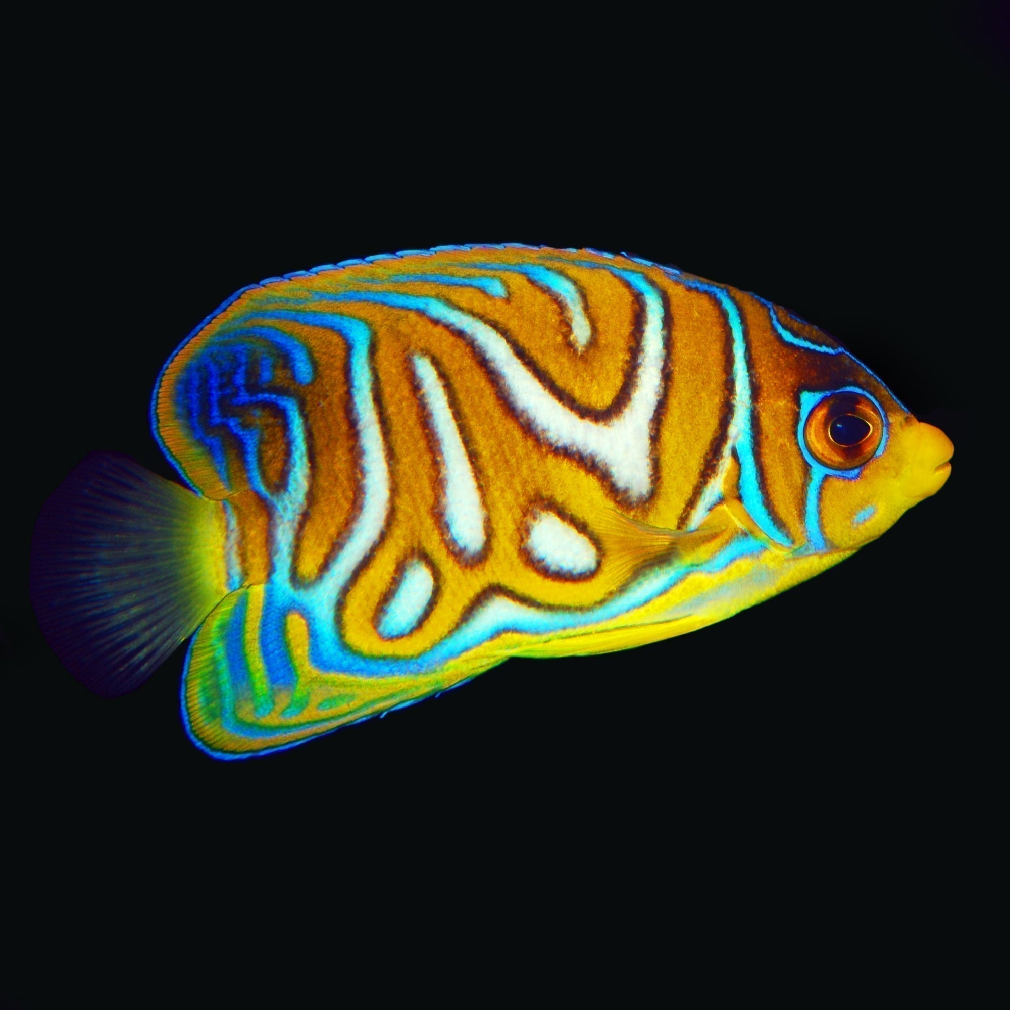 How to Care for Captive Bred Regal Angelfish