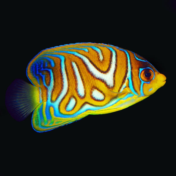 Pygoplites Diacanthus - The venerable Regal Angelfish. Expert only ...