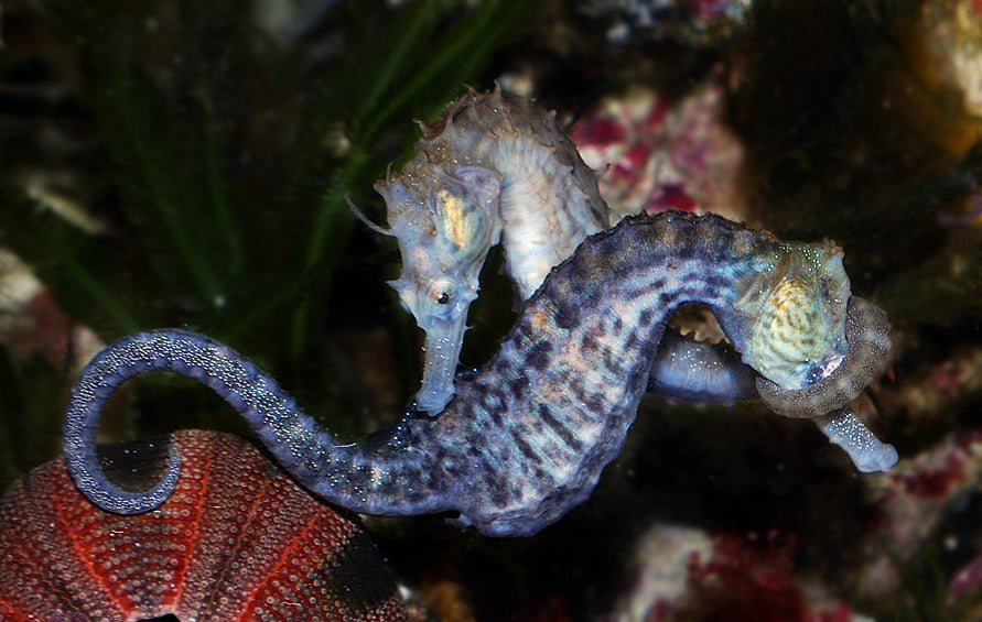 How to Keep Seahorses in a Home Aquarium