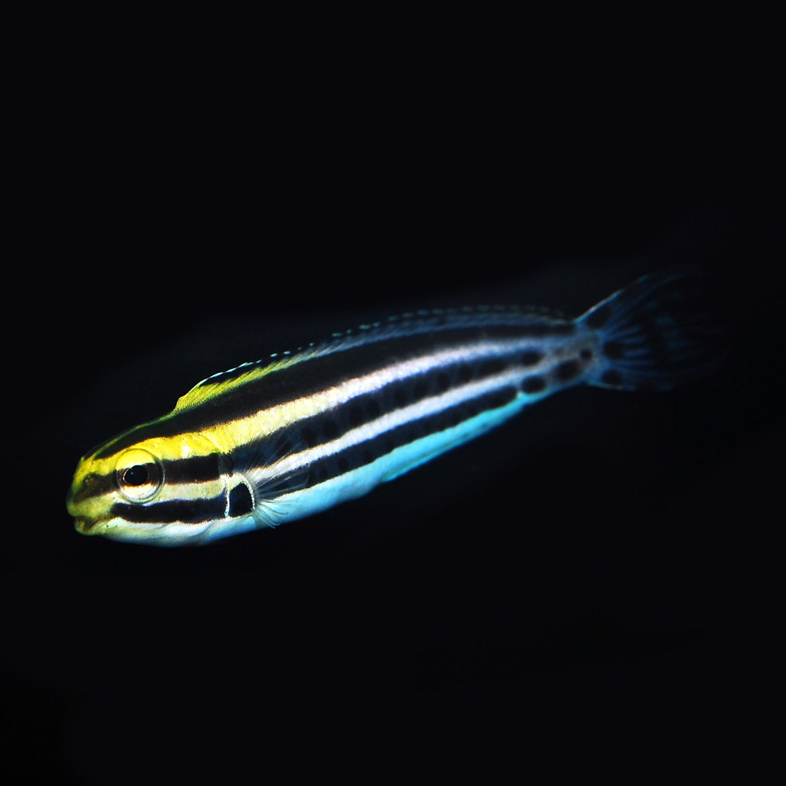 Caring for Meiacanthus spp. Blennies