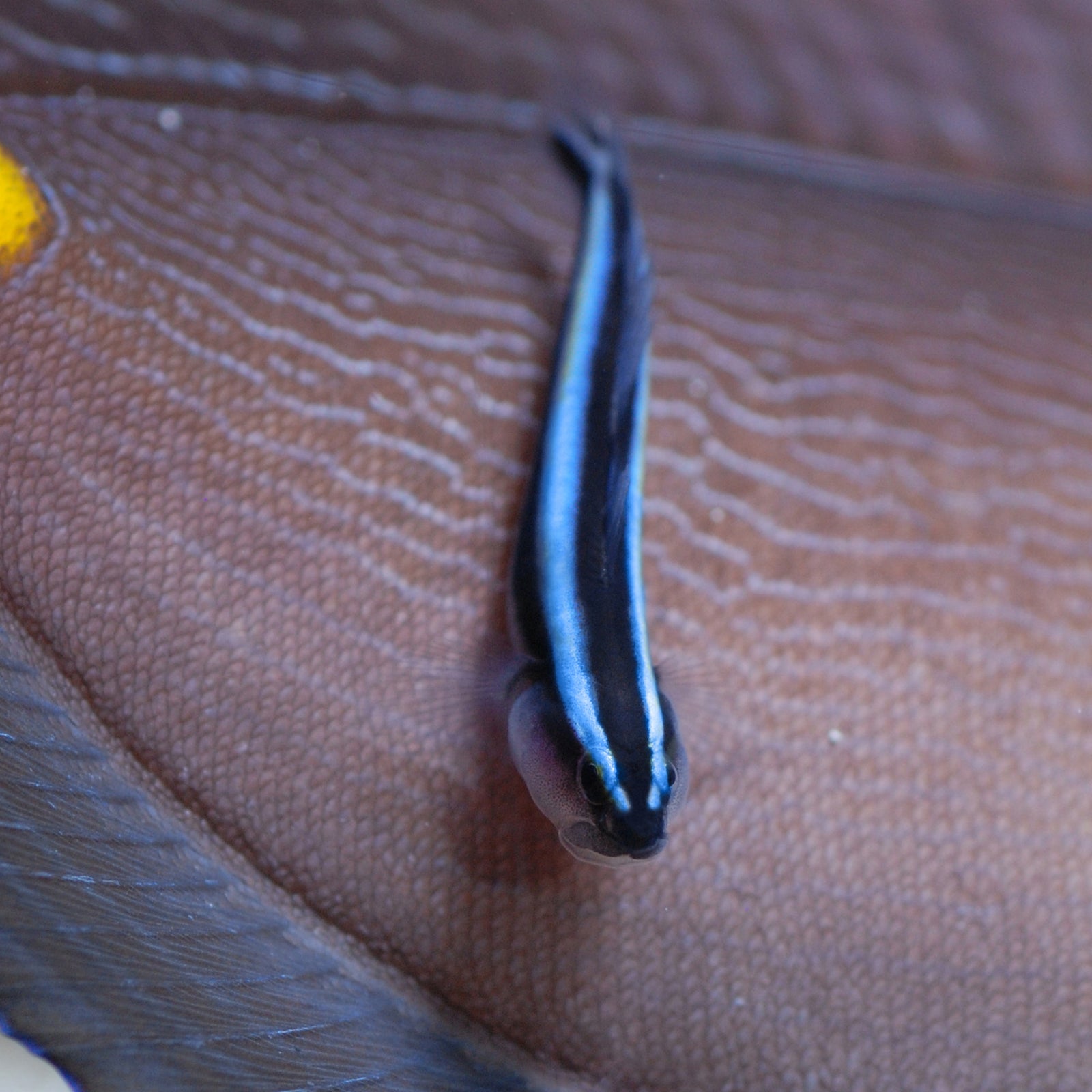 Biota Captive Bred Nano Gobies in the Home Aquarium