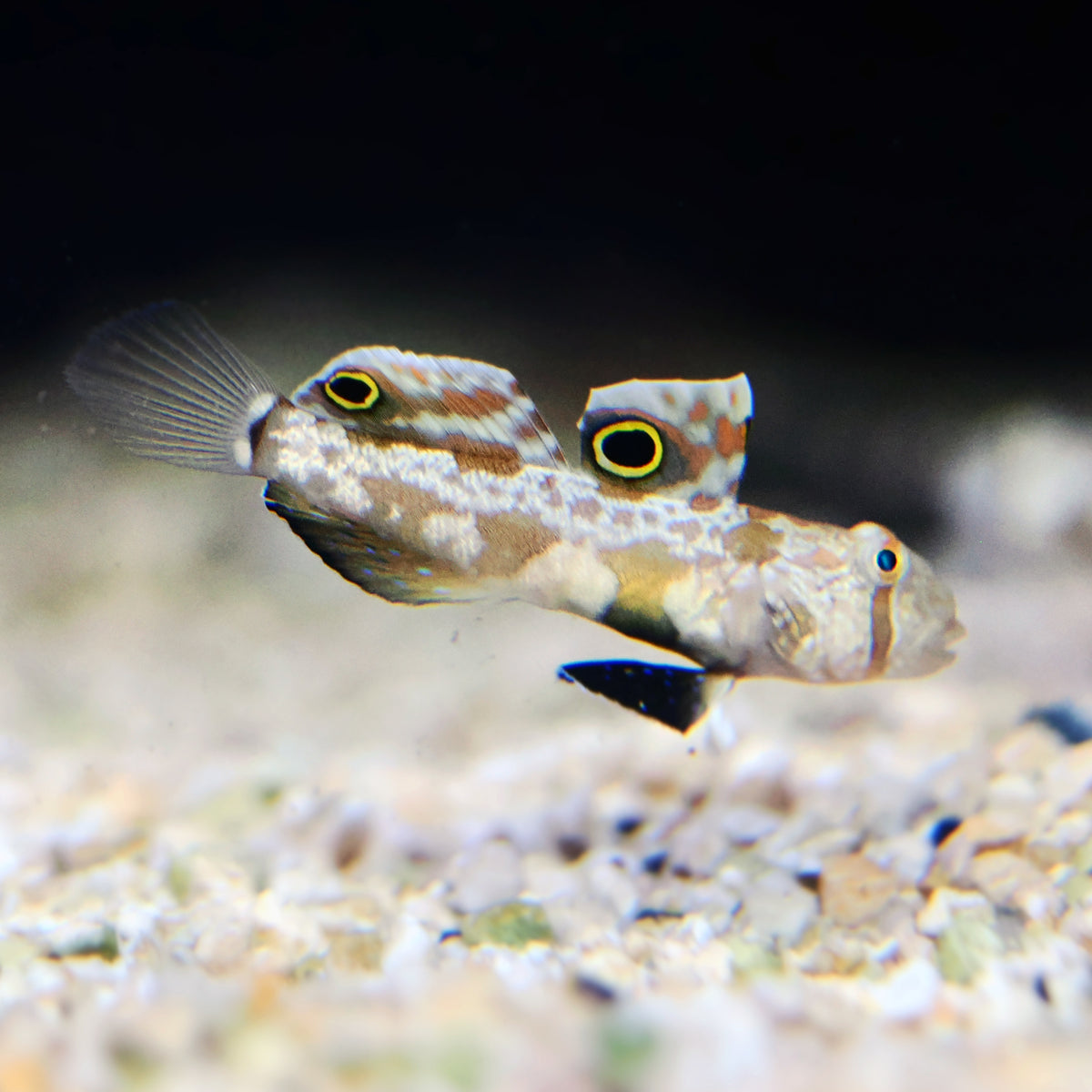 Twin Spot Goby