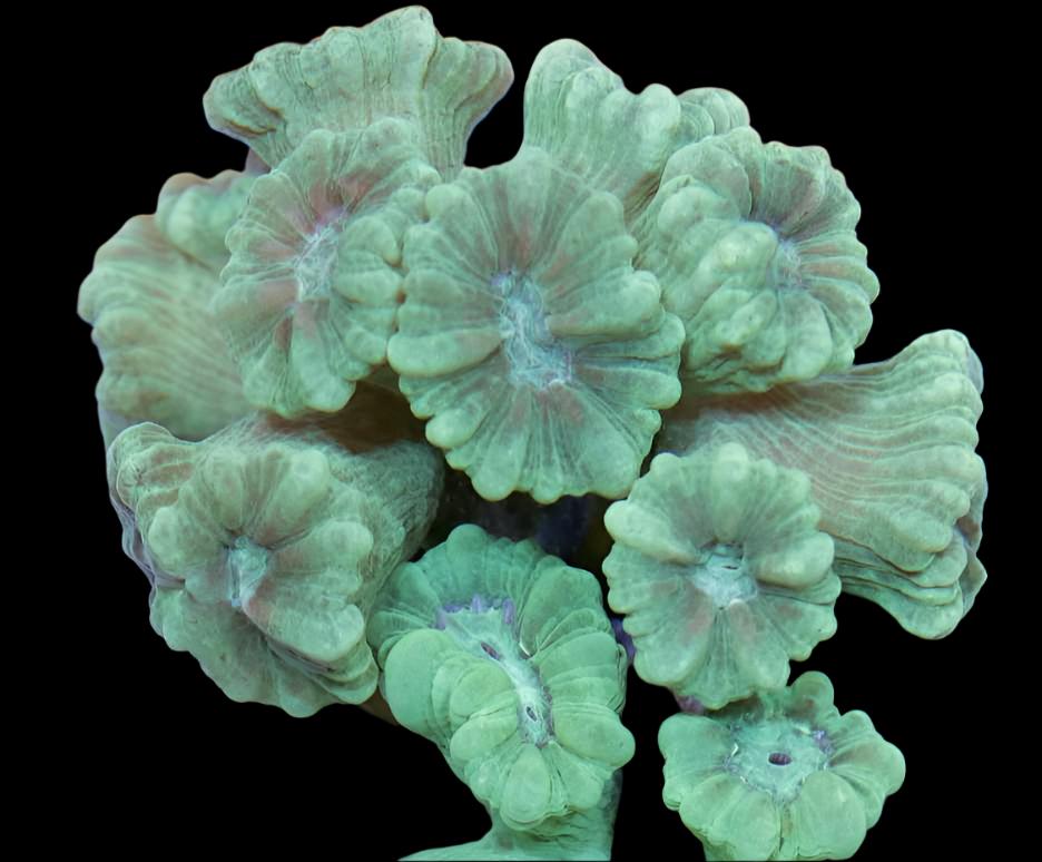 Biota Palau Mint Green Candycane Coral Frag