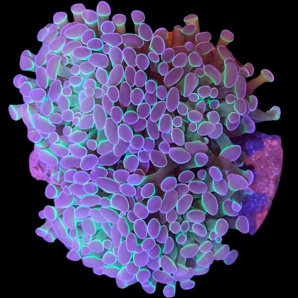 Purple Hologram Branching Hammer Coral