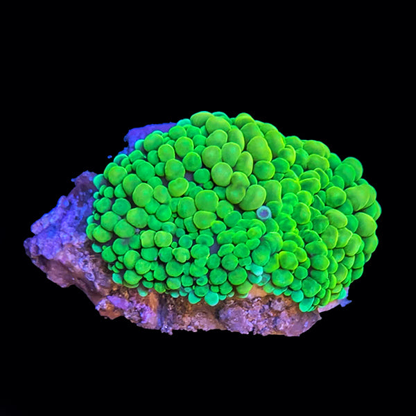 Ricordea Mushroom Neon Green Panama