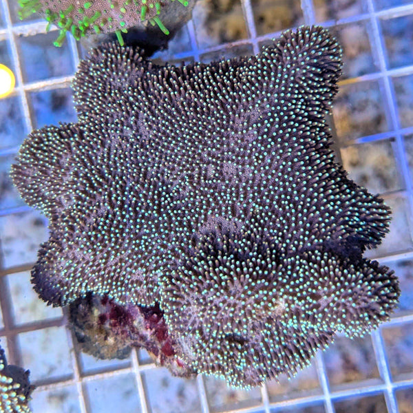 Green Toadstool Coral (Large)