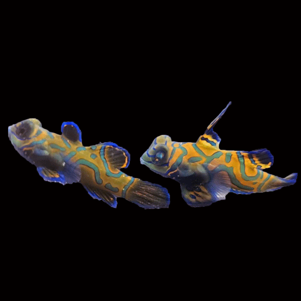 WYSIWYG Biota captive bred Mandarin Fish Pair