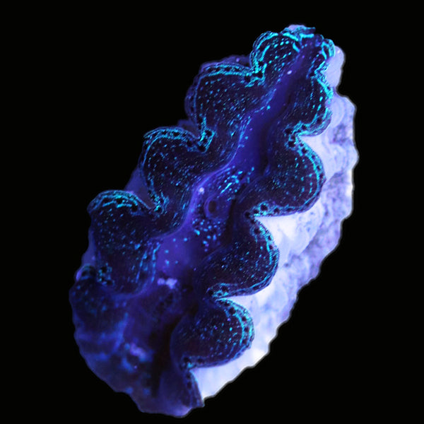 WYSIWYG cultured Crocea Clam 11