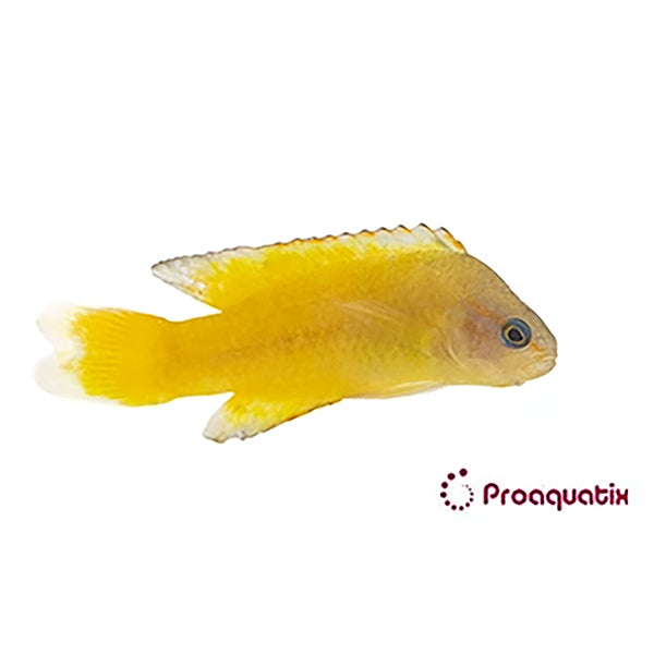 Yellow Assessor Proaquatix (Friday Delivery)