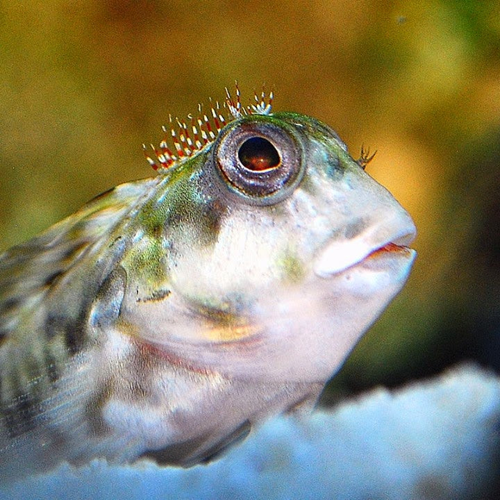 Molly Miller Blenny - Aiptasia eater