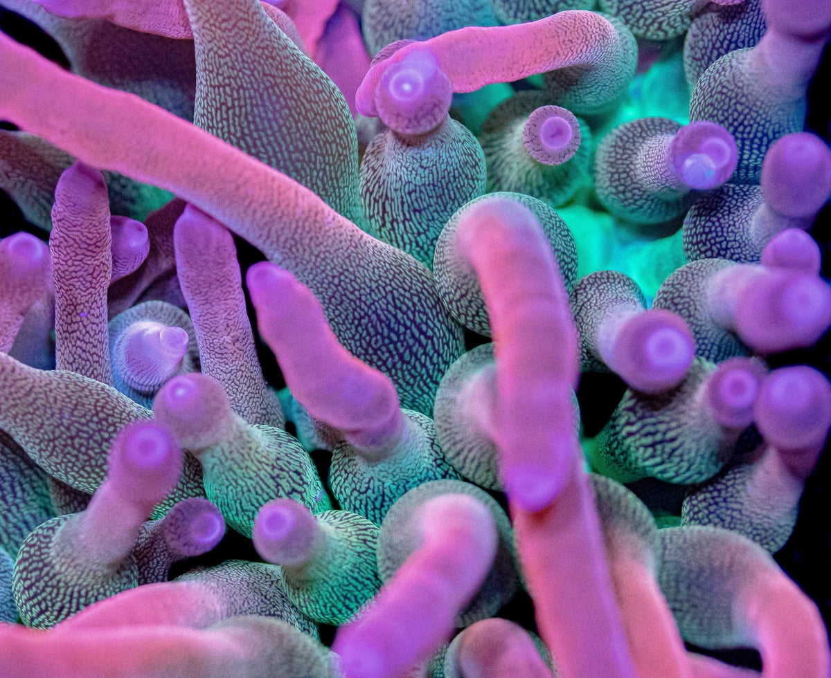 Watermelon Rose Bubble Tip Anemone