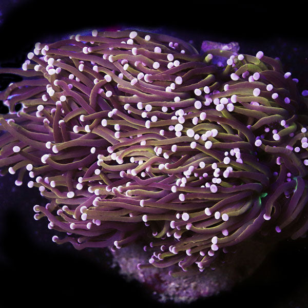 Cultured 24K Gold Torch colony